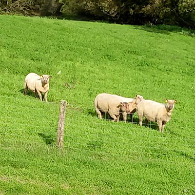 Troupeau de brebis à la bergerie de la Lande à Artanne-sur-Indre en Touraine